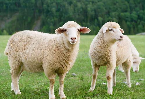 羊变成吃瓜观众,变身吃瓜观众，见证人间百态